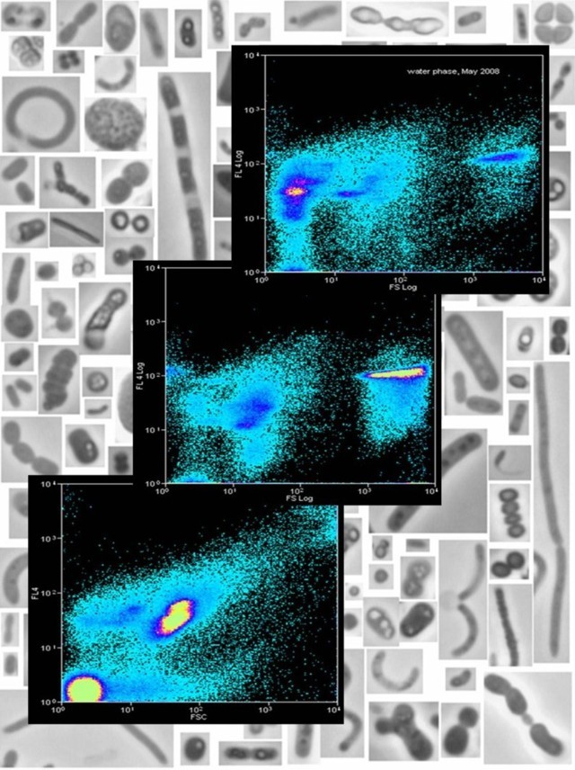 Flow Cytometry Flow Cytometry